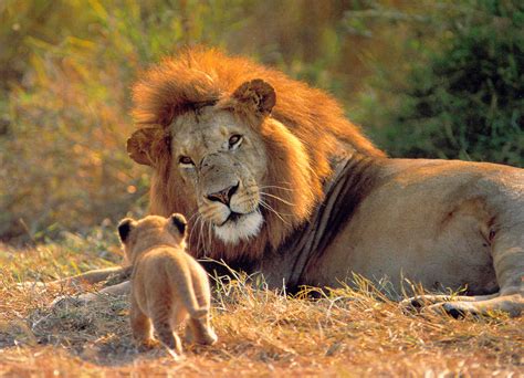 Los Leones En Peligro De Extinci N Ecoosfera