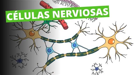 NEURO 3 Células Nerviosas Doctor Greg YouTube