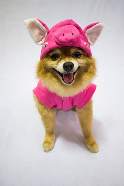 640+ Pomeranian Costumes Stock Photos, Pictures & Royalty-Free Images - iStock