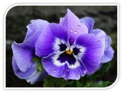 Flor Amor-Perfeito: e seu significado (espiritual e simbólico ...