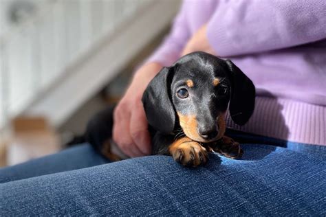 Learn More About Miniature Dachshunds! | Pretty Pets Kennel