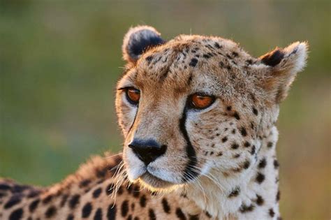 Cheetah Acinonyx Jubatus Lifestyle Diet And More Wildlife Explained