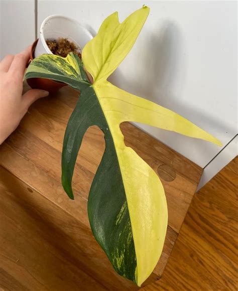 Philodendron Florida Beauty Variegata Care And Propagation Homes Pursuit