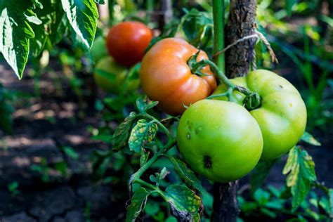 Tomaten Werden Nicht Rot Warum Trotz Sonne Gr Nde