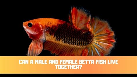 Can A Male And Female Betta Fish Live Together Youtube