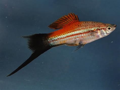 Pineapple Swordtails