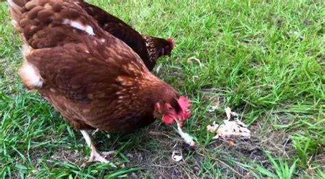 Can Chickens Eat Shrimps Nutrition Benefits And Feeding Tips