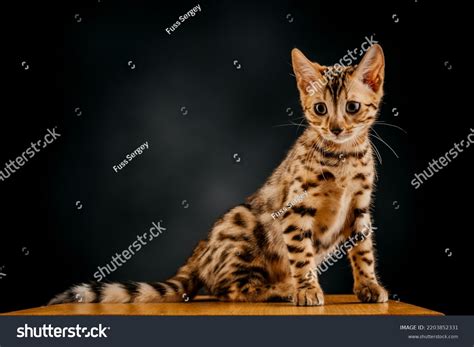 Gorgeous Spotted Bengal Cat Black Background Stock Photo 2203852331 ...