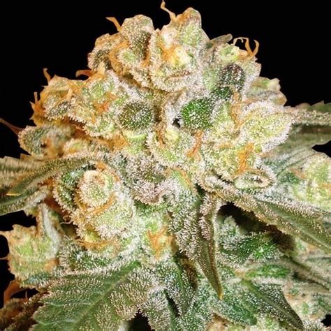 Marmalate - Strain Information - Cannaconnection.com - Strain Information