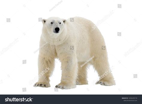 115,814 Polar Bear Images, Stock Photos & Vectors | Shutterstock