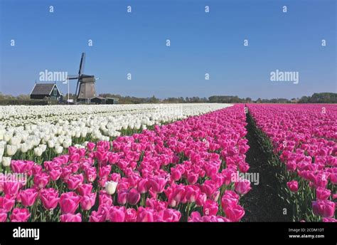 Netherlands Windmill Tulip Hi Res Stock Photography And Images Alamy