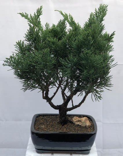 Juniper Bonsai Tree Large Juniperus Chinensis ‘parsonii