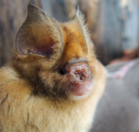 Four New Bat Species Discovered — Cousins of the Suspected COVID-19 Bats