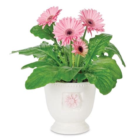 Gerbera Daisy Potted