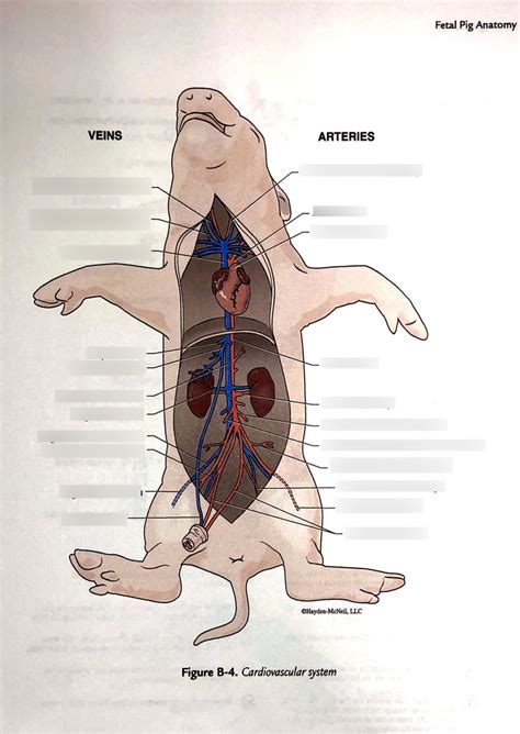 Bpl Cardio Vascular System Diagram Quizlet