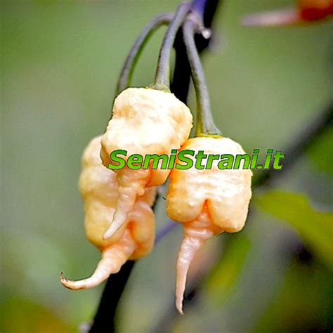 Carolina Reaper Peach Seeds Semi Strani Di Carlo Martini