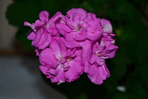 Ю_Дикая Роза