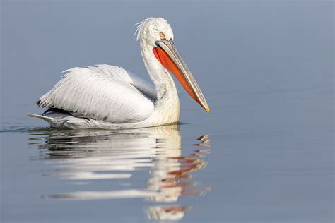 Dalmatian pelican (Pelicanus crispus) on Behance