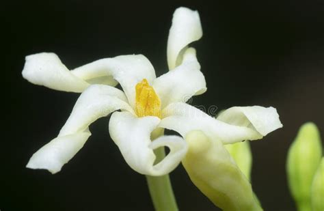 Close Shot Of The Carica Male Papaya Flower Stock Photo Image Of