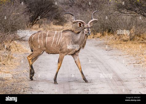 A Male Horned Kudu Antelope Tragelaphus Strepsiceros Crossing A Dirt