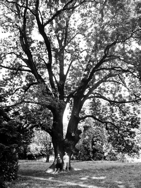 Tree of Life | atlasofthings.com