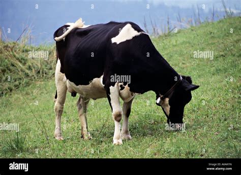 Cow With Cowbell Grazing Switzerland Stock Photo Alamy