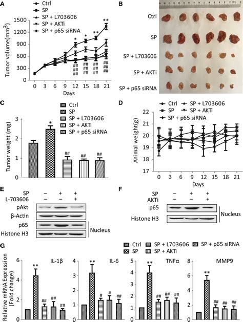 Suppression Of Nk‐1r Akt Nf‐κb Signaling Pathways Inhibited Sp‐induced