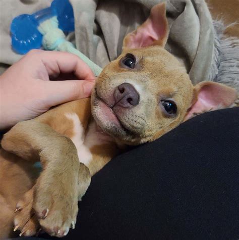 Dog for Adoption - Carmen, a Pit Bull Terrier in Des Moines, IA | Alpha Paw