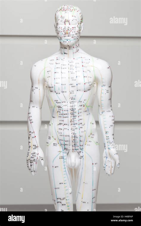 Acupuncture Model Figure Tcm Stock Photo Alamy