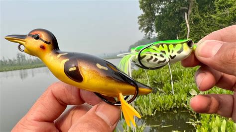 DUCK Bait Vs Frog Lure Fishing CHALLENGE BIGGEST FISH WINS Bass