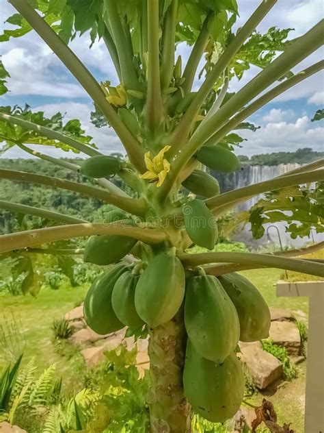 Papayas Tropicales Foto De Archivo Imagen De Hawai Hawaiano 11601738