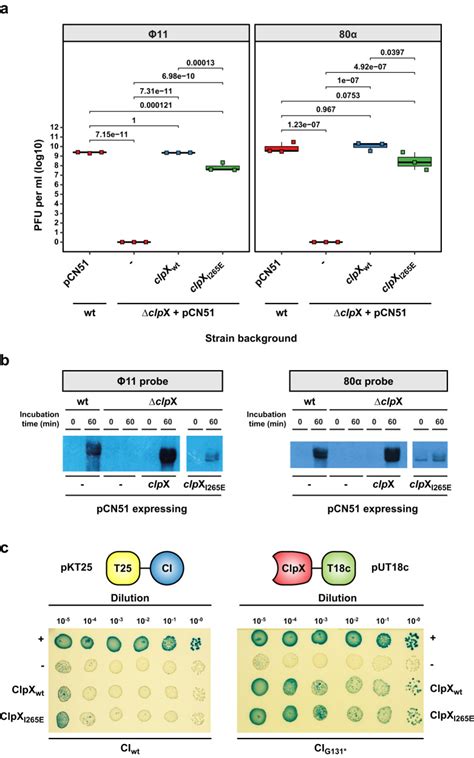 The ClpX Protease Is Essential For Inactivating The CI Master Repressor