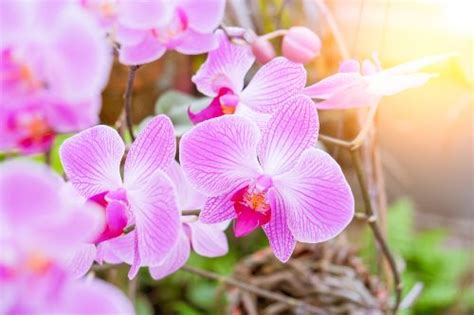 Pourquoi Utiliser Du Bicarbonate De Soude Sur Vos Orchid Es