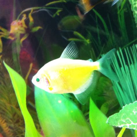 Glofish Electric Green Tetra Project Noah