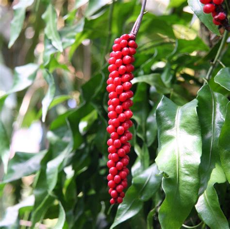 Anthurium Gracile Red Pearl Anthurium