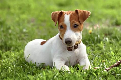 Jack Russell Terrier Pictures, Personality, And Breed Description