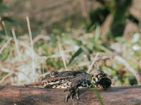 Sauvetage Des Amphibiens De Moras En Valloire Semaine Lpo