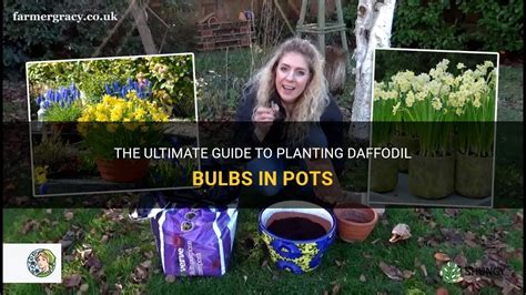 The Ultimate Guide To Planting Daffodil Bulbs In Pots Shuncy