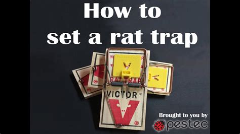 How To Set A Victor Rat Trap Youtube