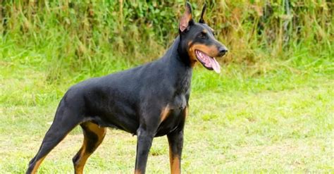 Beauceron vs Doberman: 5 Key Differences