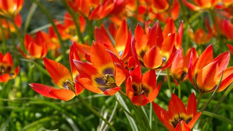 17 Perennial Tulips That Bloom Reliably Every Year