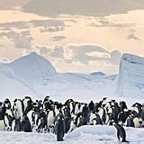 March of the Penguins 2 Photos and Details | POPSUGAR News