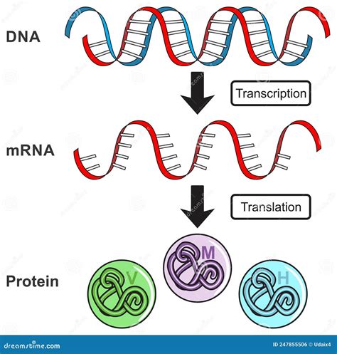 Central Dogma of Gene Expression Infographic Diagram Process ...