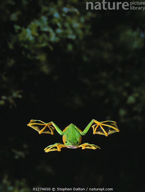 Nature Picture Library Wallaces Abah River Flying Frog Rhacophorus