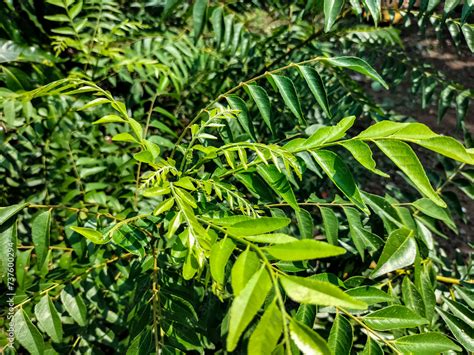 A fresh green curry tree at the plant garden. Curry leaves, kadi patta, murraya koenig are used ...