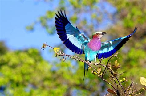 Lilac Breasted Roller Coracias Caudatus Pet Birds Beautiful