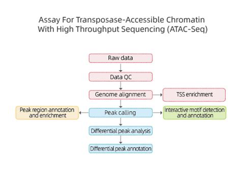 Assay For Transposase Accessible Chromatin With High Throughput