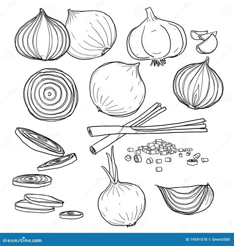 Sistema De Cebolla De La Línea Dibujada Mano Ejemplo De La Pintura Del