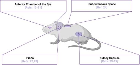 Frontiers Mouse Models And Human Islet Transplantation Sites For