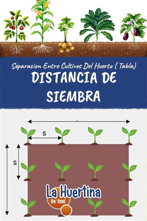 Distancia De Siembra Que Espacio Dejar Entre Los Cultivos Del Huerto